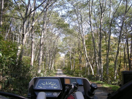 ▲白樺林の素敵な区間も。対向車に注意さえすれば、走りやすい林道
