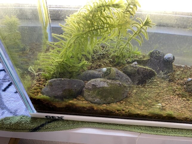 石についた苔を3匹が掃除中。緑に苔むしていた石がもとの素肌を取り戻している