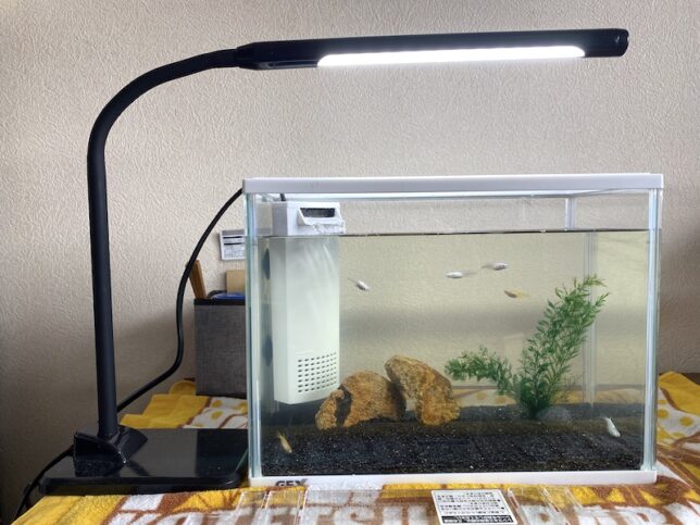 フィルターと水槽のセットを購入。底砂を敷き、裾花川で拾ってきた石を配置、さらに産卵床にもなる人工の水草も配置した